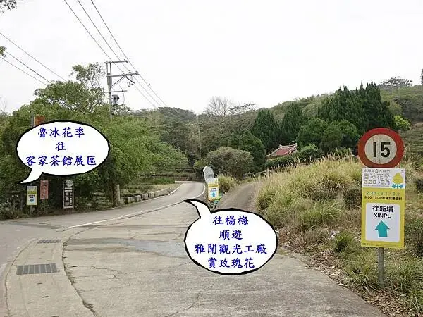 賞魯冰花左彎下山，往楊梅直行.JPG