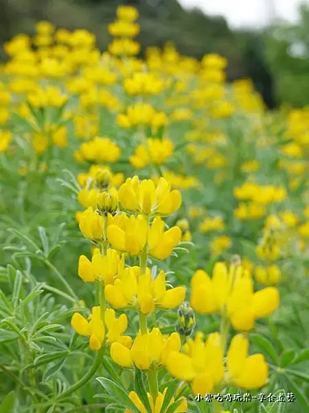 葉家茶園魯冰花-2025龍潭魯冰花季 (4).jpg