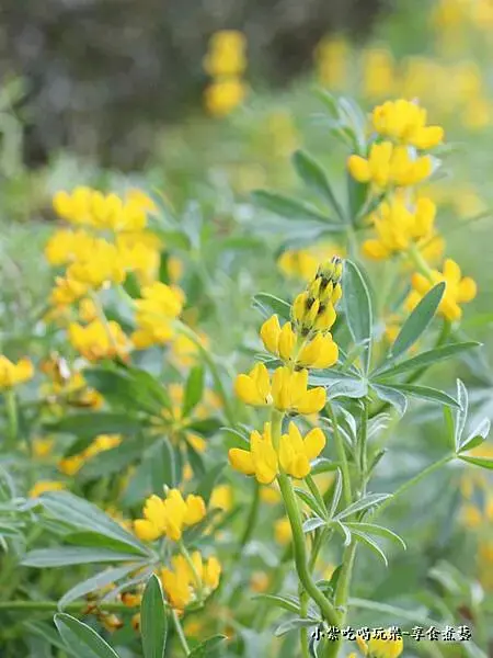 2025龍潭魯冰花季-葉家茶園區 (6).jpg