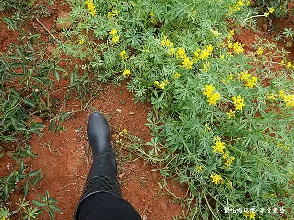 穿雨鞋防泥濘-2025龍潭魯冰花季.jpg