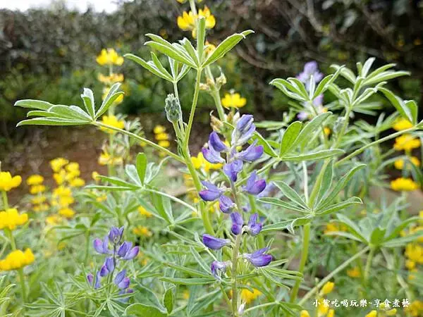 水土保持戶外教室-龍潭魯冰花 (8).jpg
