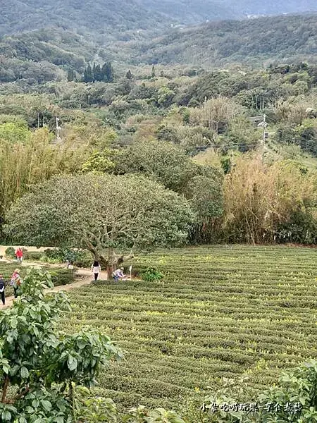 葉家茶園金城武樹-2025龍潭魯冰花季 (1).jpg