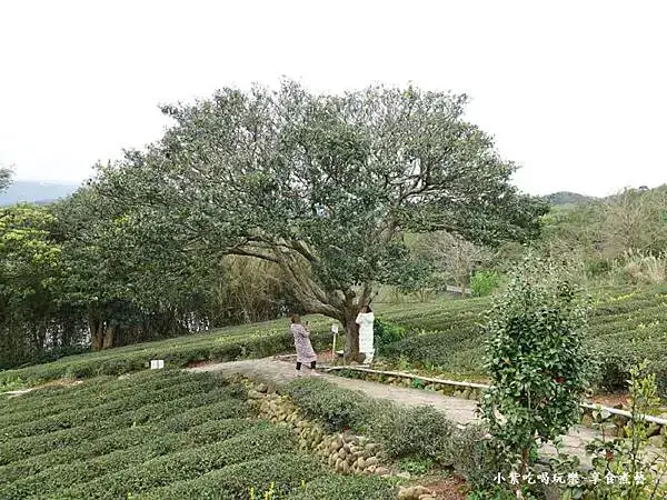 葉家茶園金城武樹-2025龍潭魯冰花季 (2).jpg