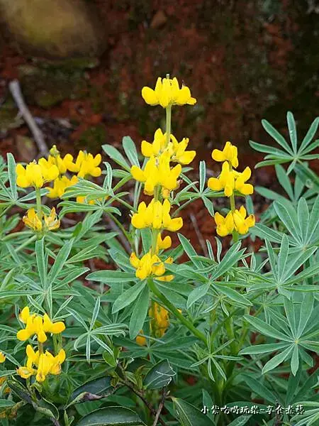 葉家茶園魯冰花-2025龍潭魯冰花季 (1).jpg