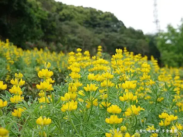 葉家茶園魯冰花-2025龍潭魯冰花季 (5).jpg