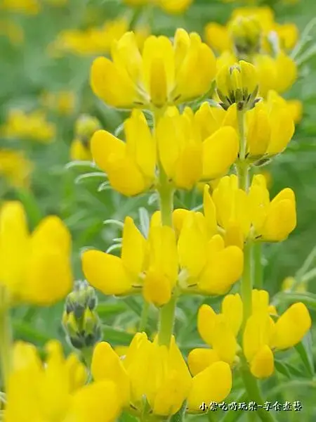 葉家茶園魯冰花-2025龍潭魯冰花季 (3).jpg