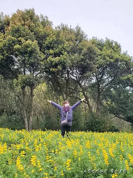 葉家茶園魯冰花-2025龍潭魯冰花季 (6).jpg