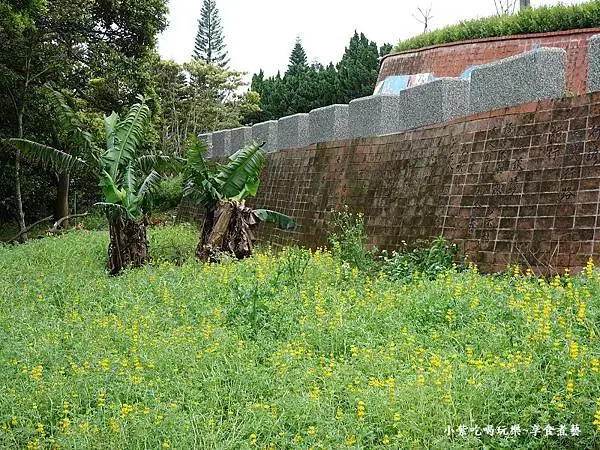 2025大北坑遊客中心(美人世家)下方魯冰花海 (4).jpg