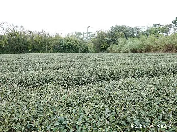 葉家茶園與瞭望台後方茶園-2025龍潭魯冰花季.jpg