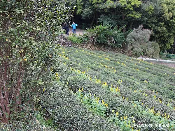 2025龍潭魯冰花季-葉家茶園區 (2).jpg