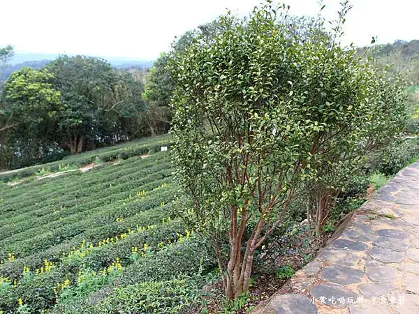 2025龍潭魯冰花季-葉家茶園區 (7).jpg