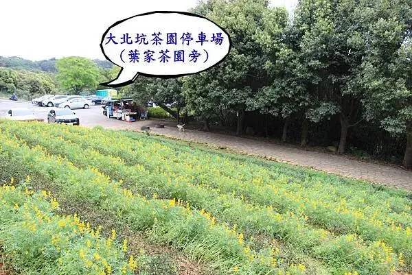 大北坑茶園停車場-葉家茶園旁.JPG