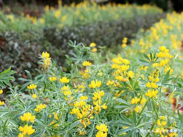 2025龍潭魯冰花季-葉家茶園區 (5).jpg