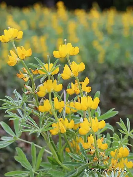2025龍潭魯冰花季-葉家茶園區 (3).jpg