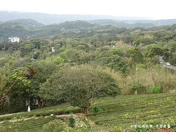 葉家茶園觀景台景色-2025龍潭魯冰花季 (3).jpg