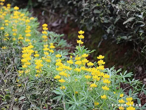 2025龍潭魯冰花季-葉家茶園區 (1).jpg