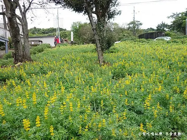 2025大北坑遊客中心(美人世家)下方魯冰花海 (5).jpg