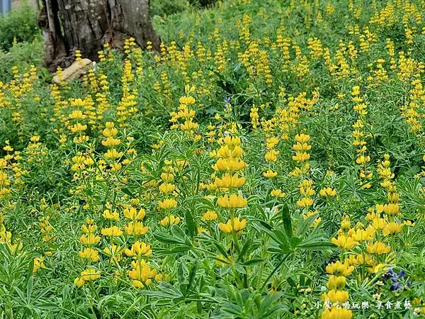 2025大北坑遊客中心(美人世家)下方魯冰花海 (3).jpg