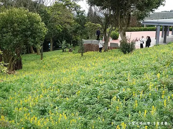 2025大北坑遊客中心(美人世家)下方魯冰花海 (6).jpg