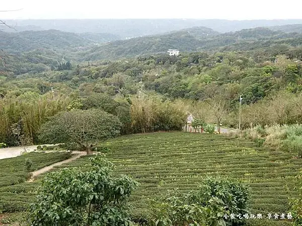 葉家茶園觀景台景色-2025龍潭魯冰花季 (1).jpg
