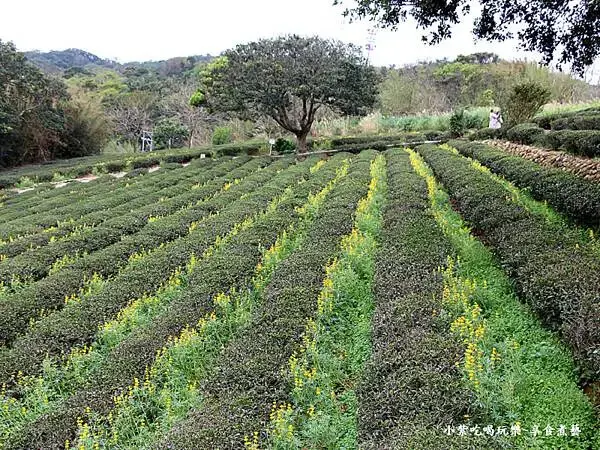 2025龍潭魯冰花季-葉家茶園區 (4).jpg