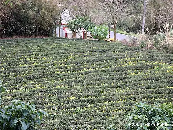 2025龍潭魯冰花季-葉家茶園區 (8).jpg