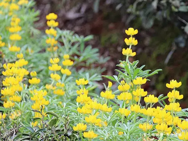 2025龍潭魯冰花季-葉家茶園區 (10).jpg