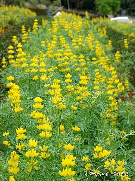 葉家茶園魯冰花-2025龍潭魯冰花季 (2).jpg