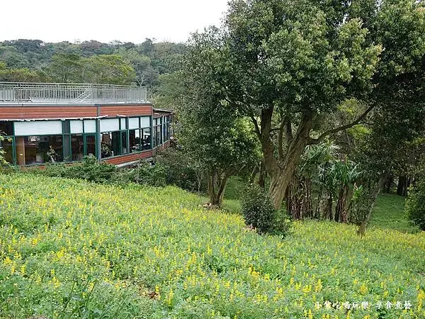 2025大北坑遊客中心(美人世家)下方魯冰花海 (1).jpg