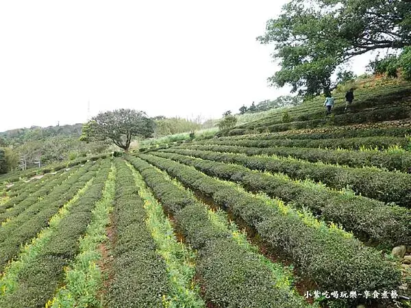 葉家茶園魯冰花-2025龍潭魯冰花季 (8).jpg