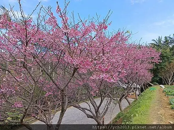 蘆竹賞櫻好去處，竹圃茶園小木屋農場幽靜自然好風光