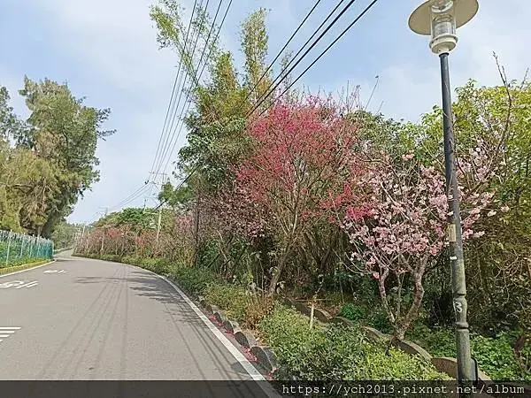 桃園蘆竹大古山賞香水櫻，發現桃園燈會展場