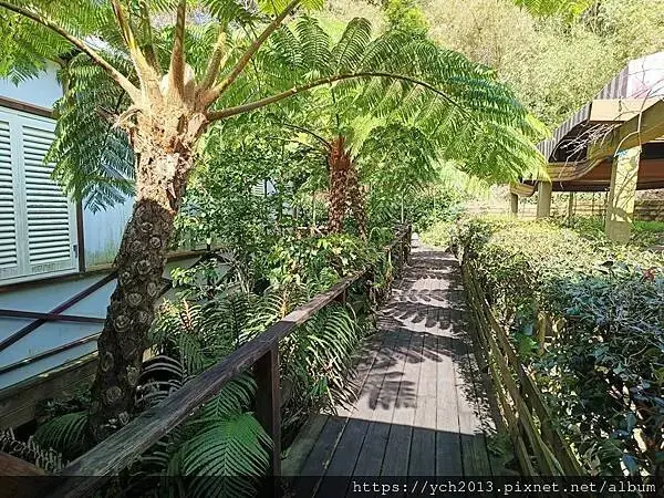 蘆竹賞櫻好去處，竹圃茶園小木屋農場幽靜自然好風光