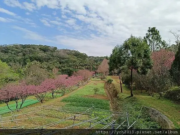 蘆竹賞櫻好去處，竹圃茶園小木屋農場幽靜自然好風光