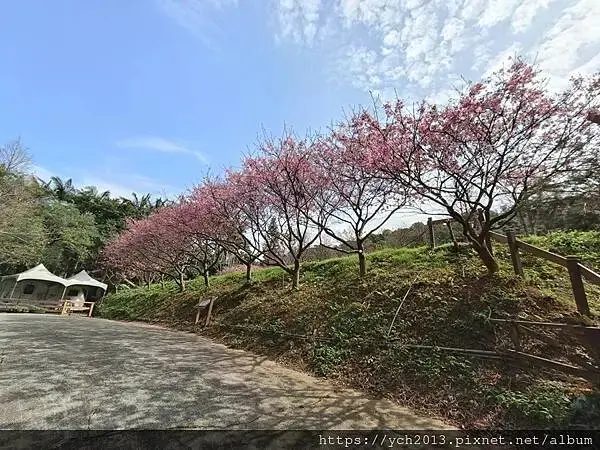 蘆竹賞櫻好去處，竹圃茶園小木屋農場幽靜自然好風光
