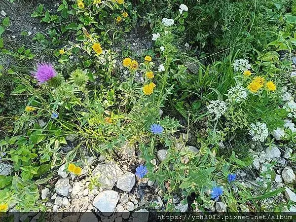 布拉索夫熊保育區