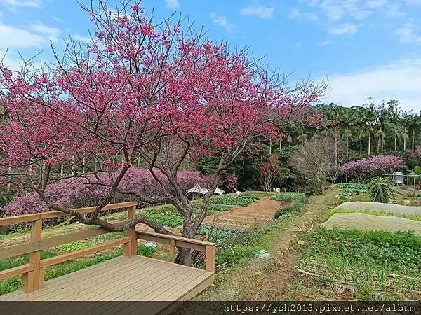 蘆竹賞櫻好去處，竹圃茶園小木屋農場幽靜自然好風光