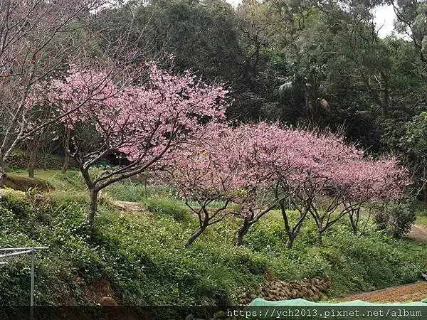 蘆竹賞櫻好去處，竹圃茶園小木屋農場幽靜自然好風光