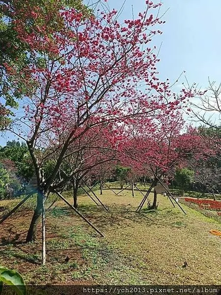 正月初八林口竹林山觀音寺看表演