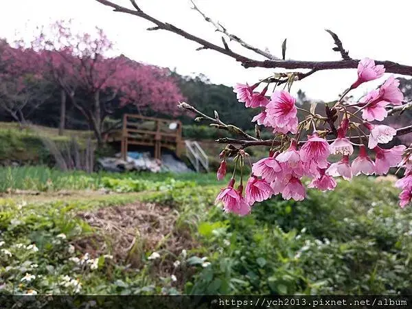 蘆竹賞櫻好去處，竹圃茶園小木屋農場幽靜自然好風光