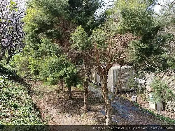 蘆竹賞櫻好去處，竹圃茶園小木屋農場幽靜自然好風光