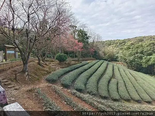初八竹峰茶園賞景