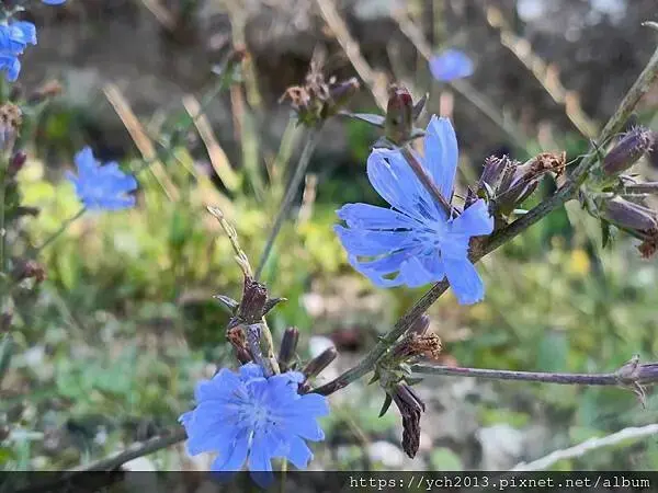 布拉索夫熊保育區