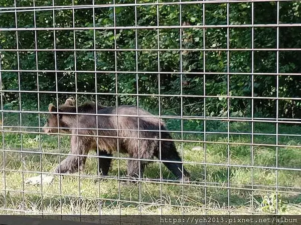 布拉索夫熊保育區