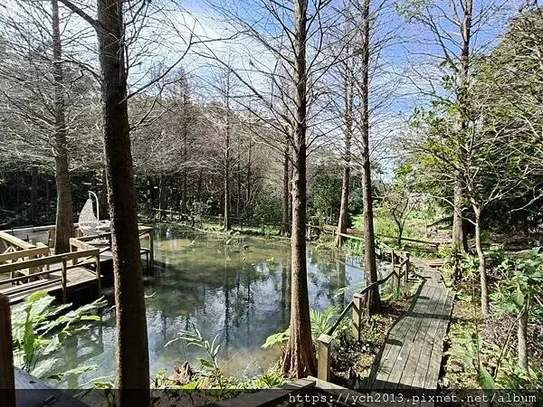 蘆竹賞櫻好去處，竹圃茶園小木屋農場幽靜自然好風光