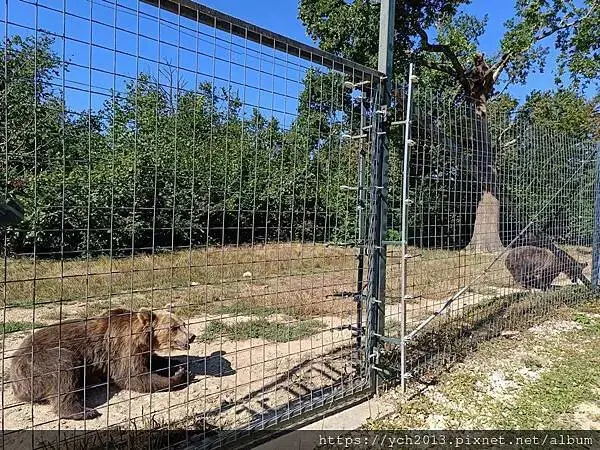 布拉索夫熊保育區