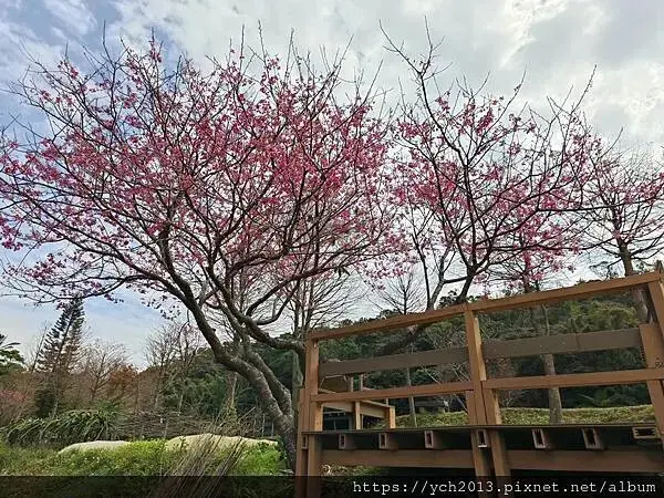 蘆竹賞櫻好去處，竹圃茶園小木屋農場幽靜自然好風光