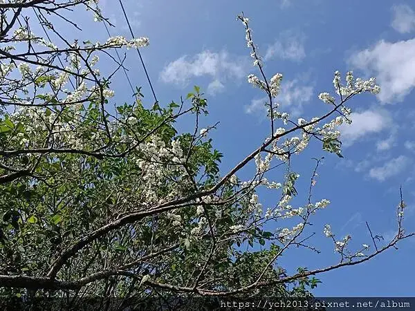 初八竹峰茶園賞景