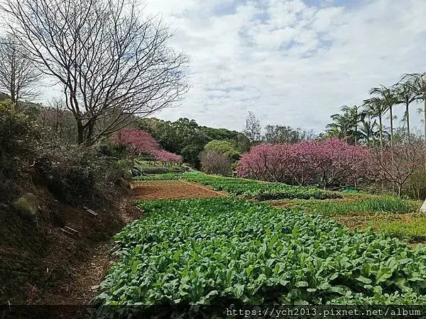 蘆竹賞櫻好去處，竹圃茶園小木屋農場幽靜自然好風光