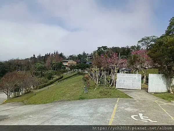 桃園蘆竹大古山賞香水櫻，發現桃園燈會展場